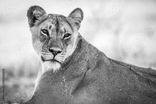Starring Lioness in black and white.
