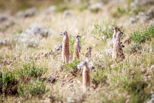 Meerkats standing up to observe.