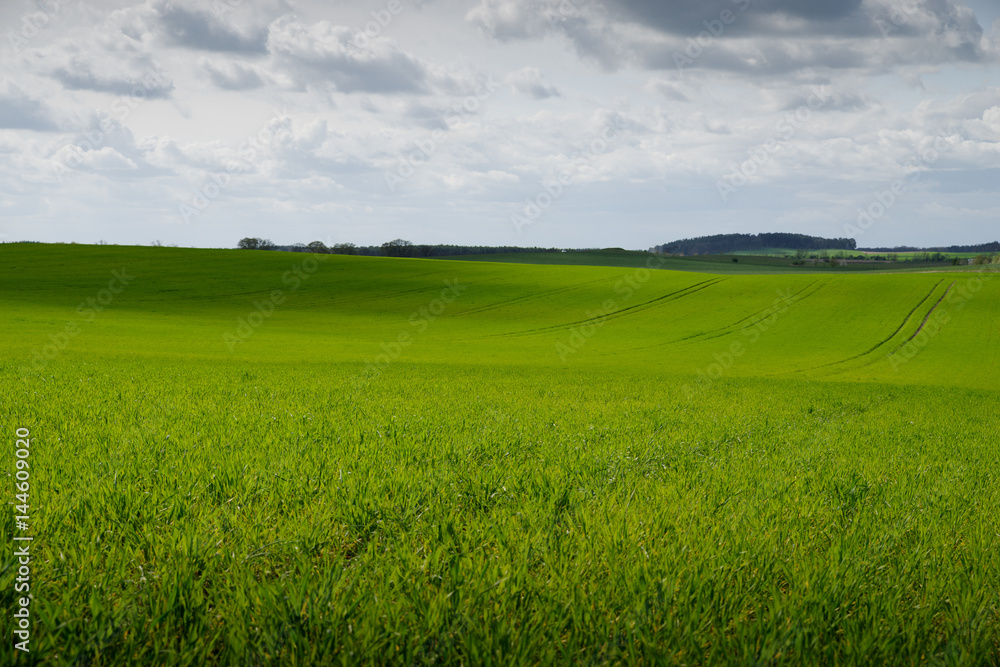 Obraz premium trees on a field in spring