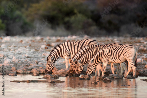 Zebra's drinking at a water hole. © 2630ben