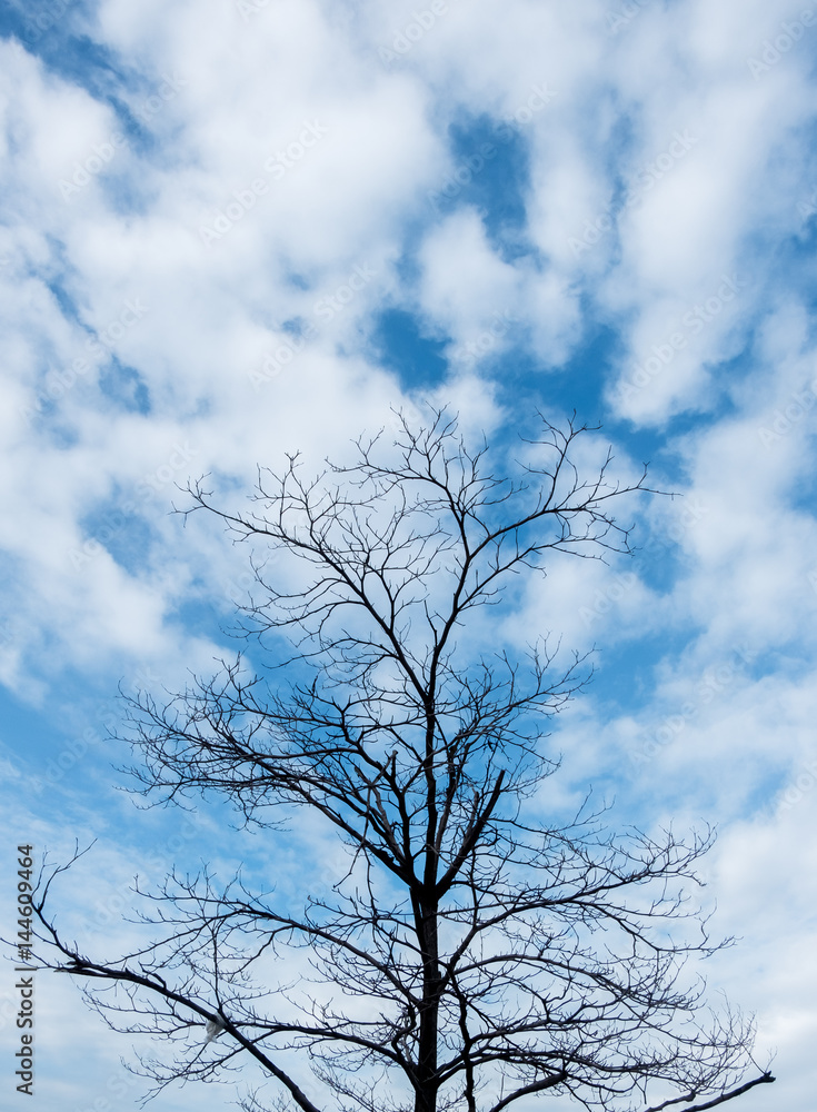 Tree and Sky. Tree and Sky.