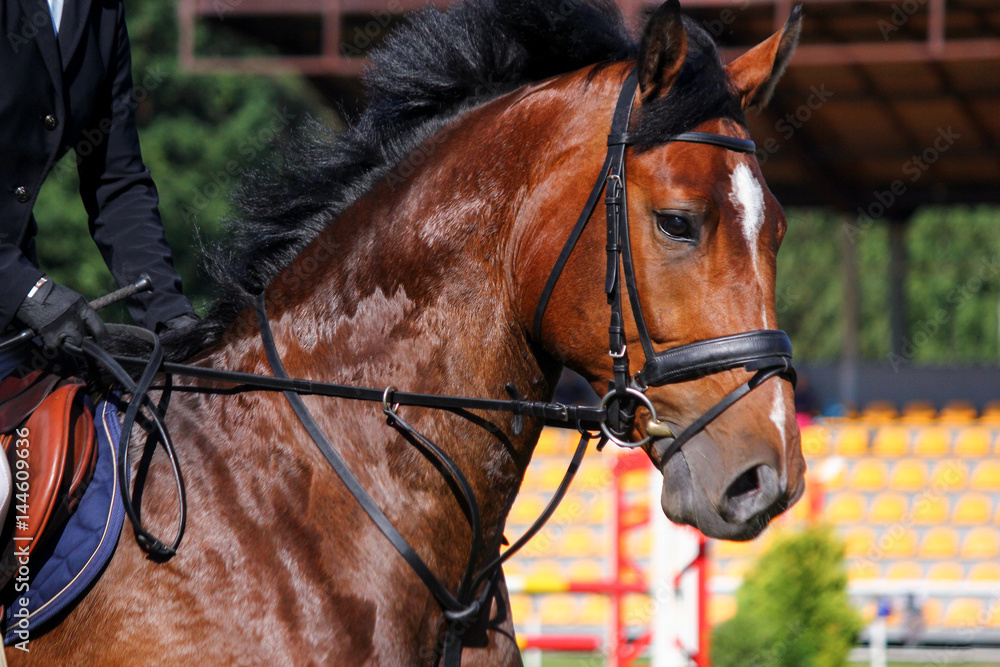 Fototapeta premium Portrait of brown sport horse during jumping show
