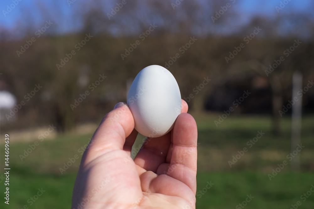 Fresh chicken or hen egg on the man palm closeup just picked up. Farmer shows egg with pale green eggshell in the spring summer day before easter. Product of organic or biological farming in village. Fresh chicken or hen egg on the man palm closeup just picked up. Farmer shows egg with pale green eggshell in the spring summer day before easter. Product of organic or biological farming in village.