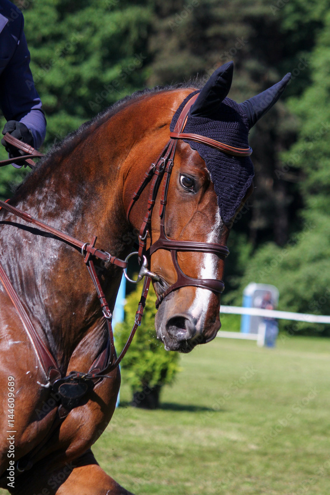 Portrait of brown sport horse during jumping show Portrait of brown sport horse during jumping show