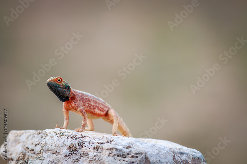 Foto Ground agama basking on a rock.