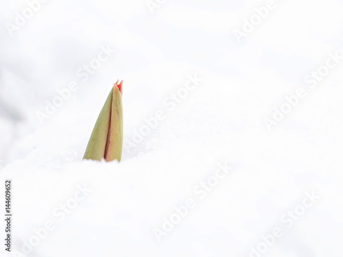 Red tulip growing in snow.Tulip flower in the spring growing through the snow © irmoske