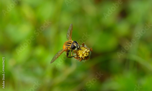 bee working on flower