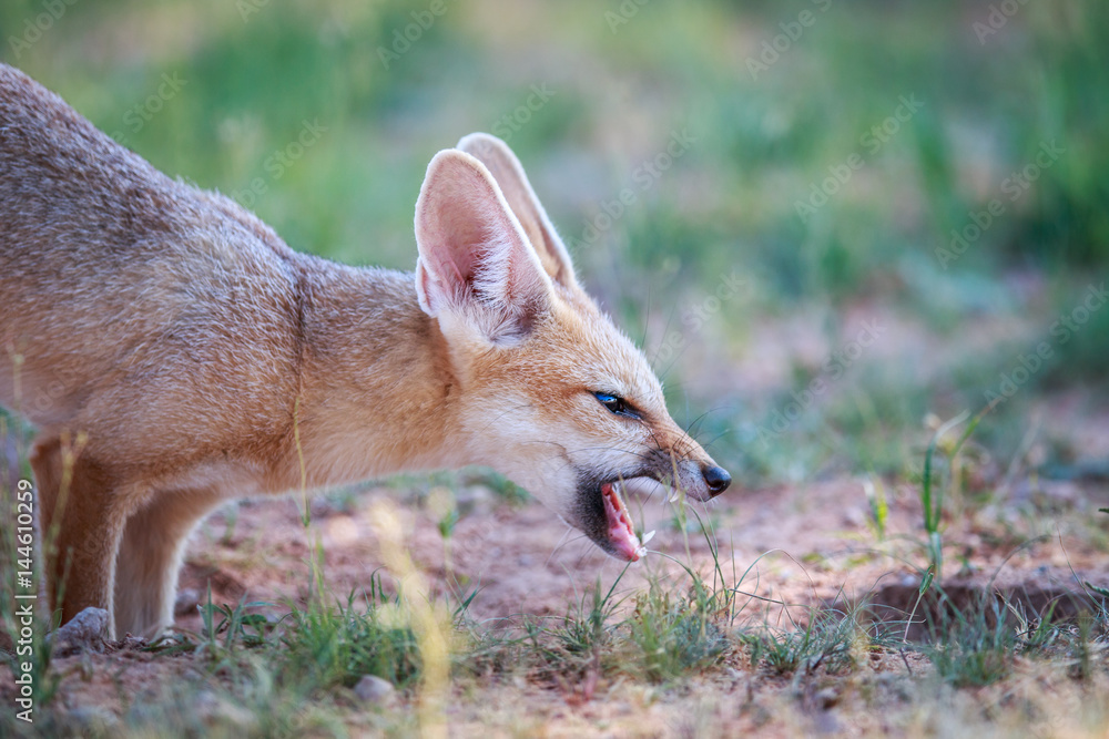Chewing Cape fox.
