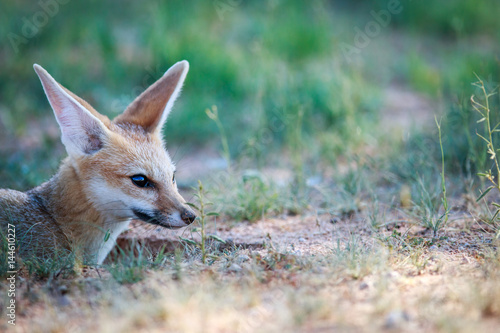 Side profile of a Cape fox. © simoneemanphoto