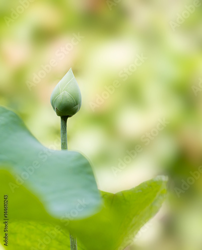 Lotus bud and green leaf blooming in the green garden