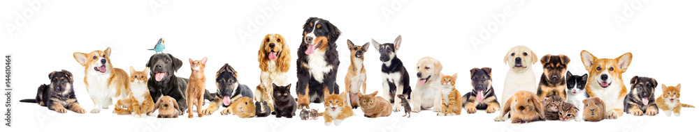group of pets