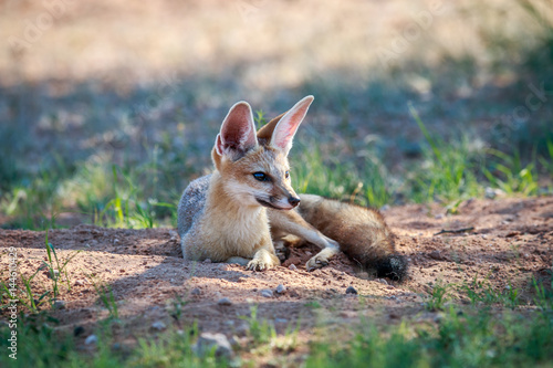 Cape fox laying in the sand.