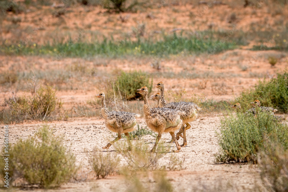 Ostrich chicks walking in the sand. Ostrich chicks walking in the sand.