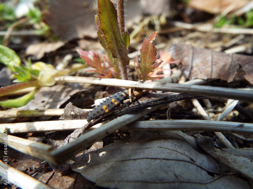 ナナホシテントウ 幼虫 larva of the ladybug ナナホシテントウ 幼虫 larva of the ladybug