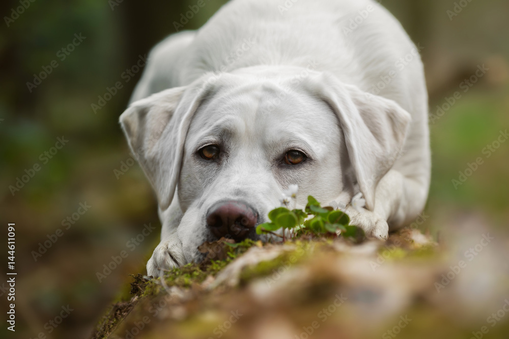 Junger süßer labrador retriever hund welpe im wald liegend auf einem baumstamm mit moos Junger süßer labrador retriever hund welpe im wald liegend auf einem baumstamm mit moos