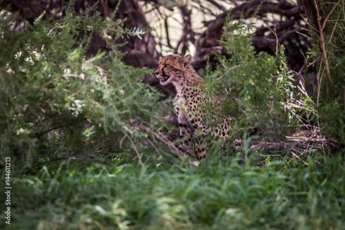 Starring Cheetah in bushes.