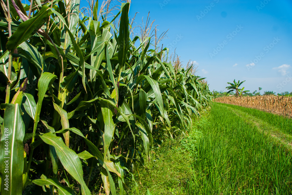 Agriculture. Fertile farm fields of corn Agriculture. Fertile farm fields of corn