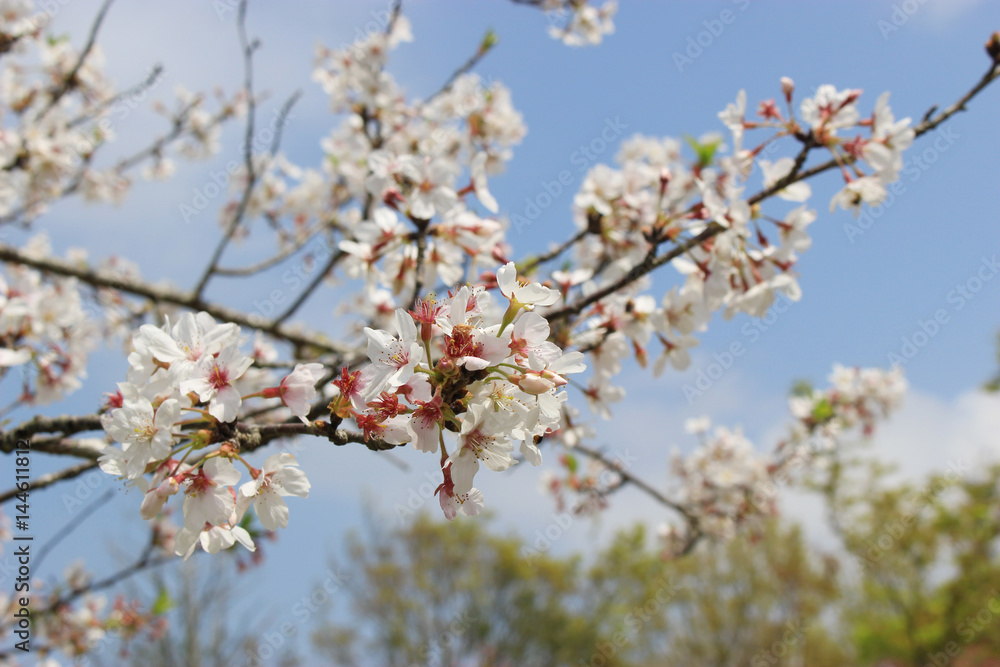 青空と白い雲と桜の花