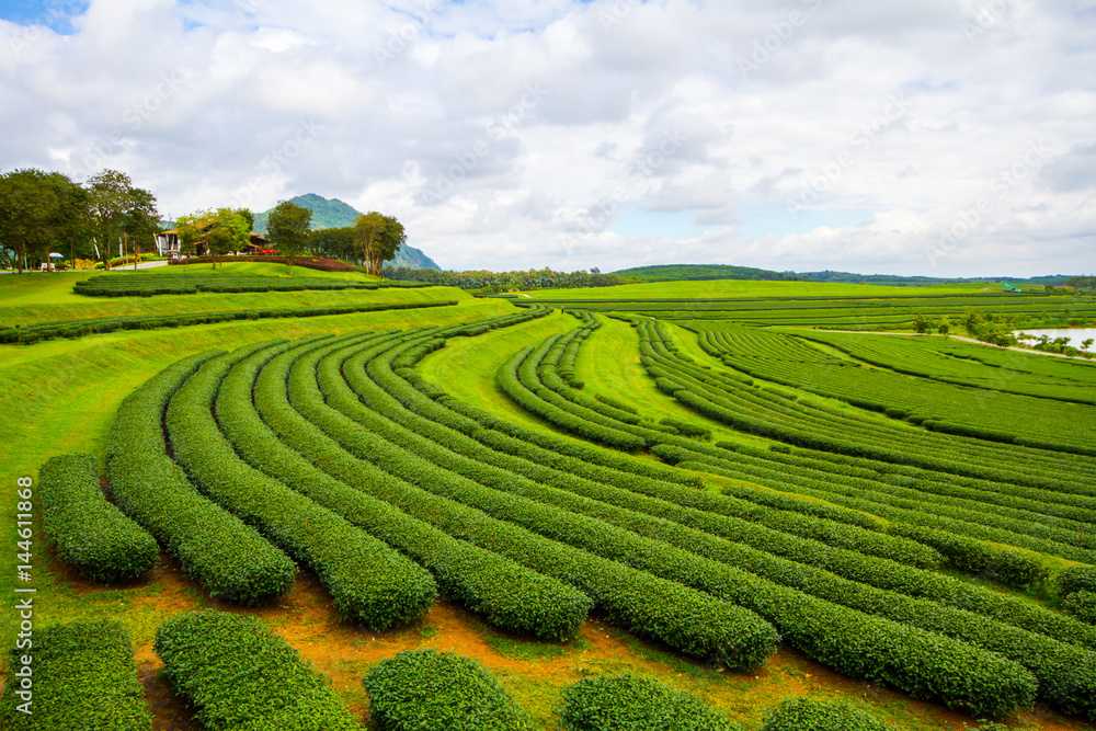 Tea Plantation in Chiang Rai Province Thailand