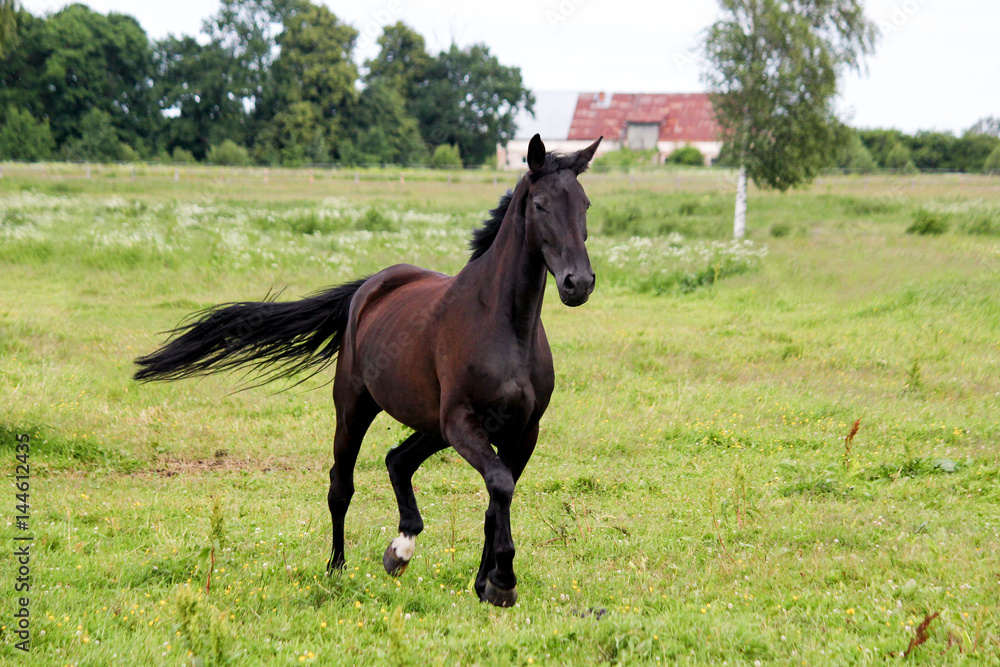Obraz premium Beautiful dark horse running free at the pasture