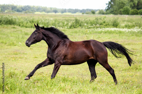 Beautiful dark horse running free at the pasture © virgonira