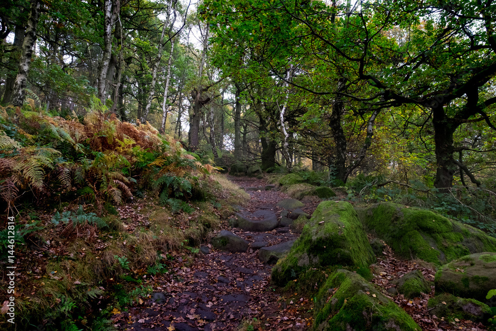Padley Gorge in the peak district national park Padley Gorge in the peak district national park