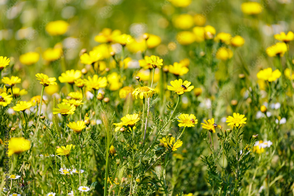 Fototapeta premium Chrysanthemum coronarium at desert