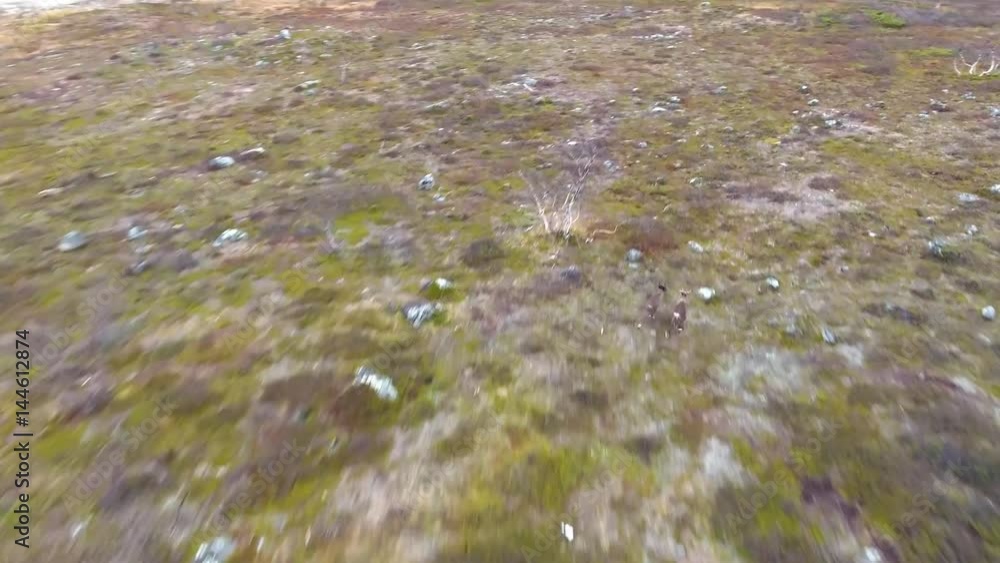 A Herd Of Finnish Reindeer Runs Along The Tundra A Herd Of Finnish Reindeer Runs Along The Tundra