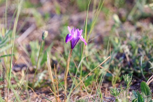 One wild purple iris flower