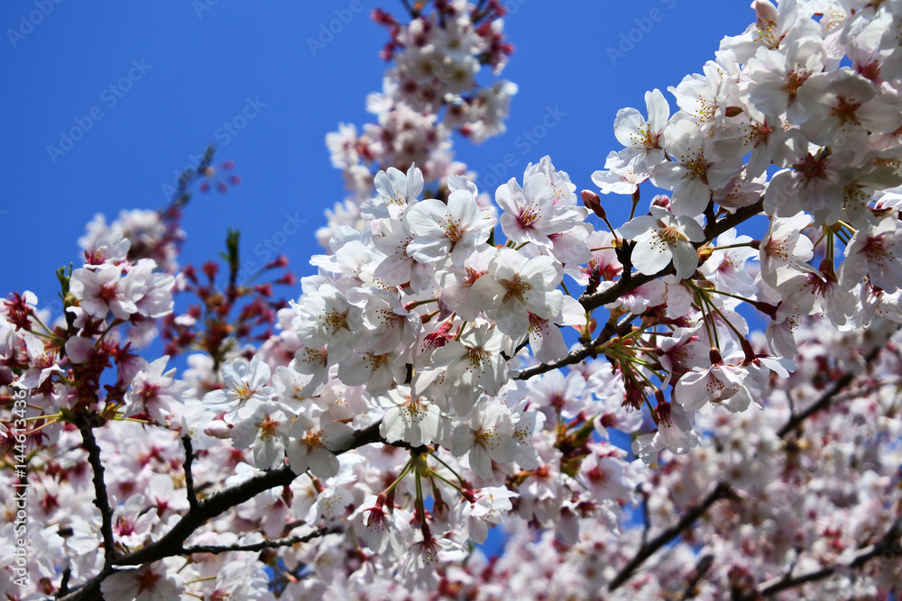 桜 桜