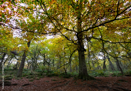 Autumn trees in ancient british peak district woodland © Jeanette Teare