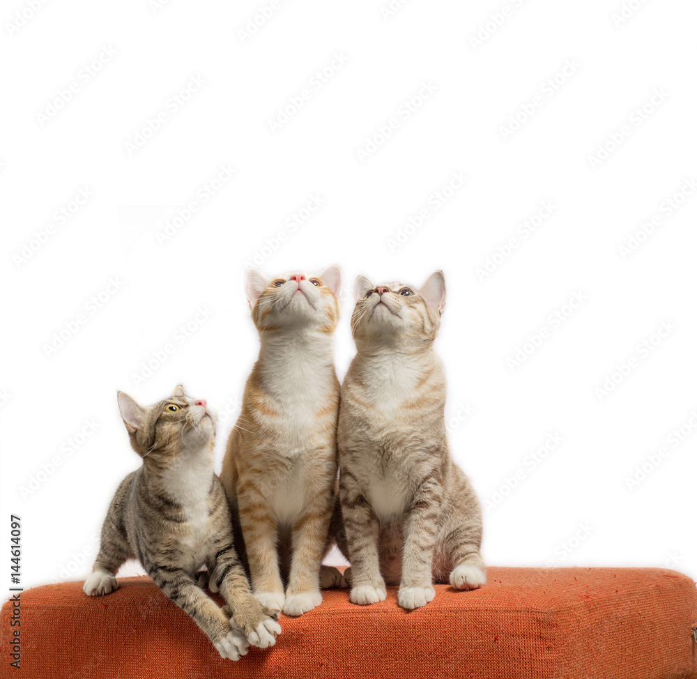Kittens sitting and looking on scratched orange fabric sofa on white background