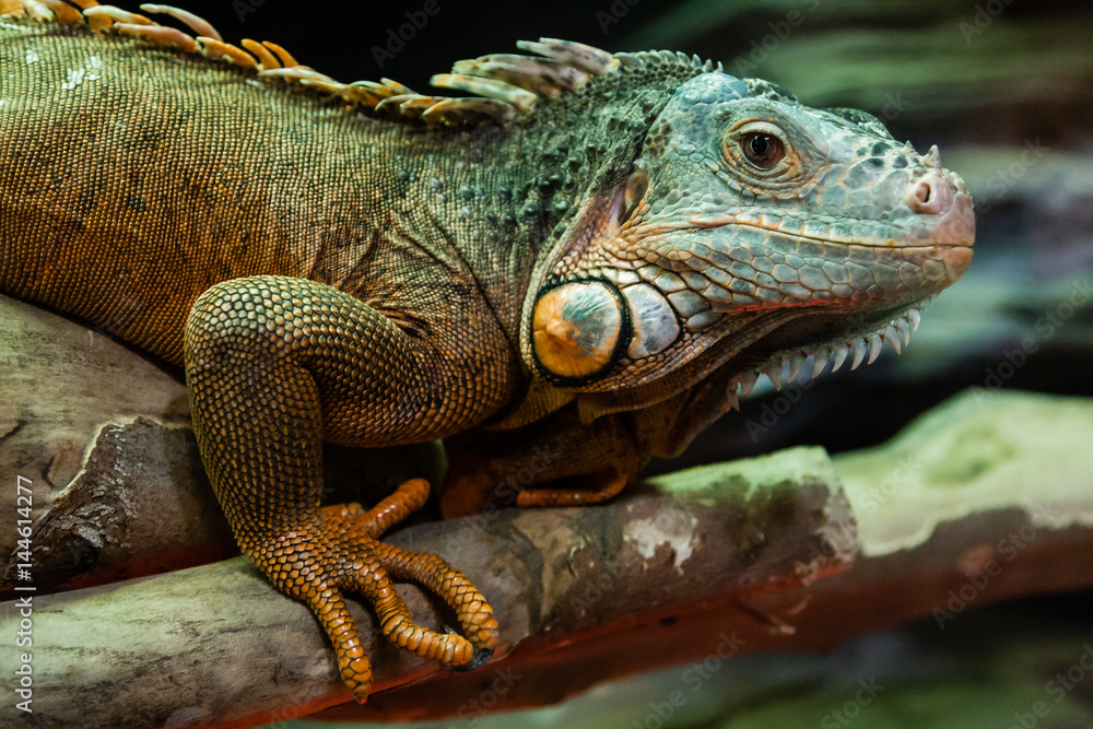 Fototapeta premium The iguana lizard sits on a close-up branch