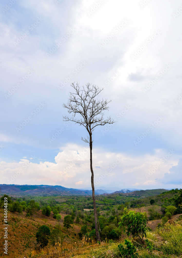 Obraz premium alone tree