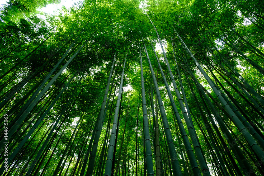 Bamboo Forest is a tourist site in Arashiyama, Kyoto, Japan. The Ministry of the Environment included the Sagano Bamboo Forest on its list of 100 Soundscapes of Japan. Bamboo Forest is a tourist site in Arashiyama, Kyoto, Japan. The Ministry of the Environment included the Sagano Bamboo Forest on its list of 100 Soundscapes of Japan.