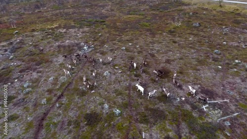 A Herd Of Finnish Reindeer Runs Along The Tundra