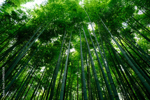 Bamboo Forest is a tourist site in Arashiyama  Kyoto  Japan. The Ministry of the Environment included the Sagano Bamboo Forest on its list of 100 Soundscapes of Japan.