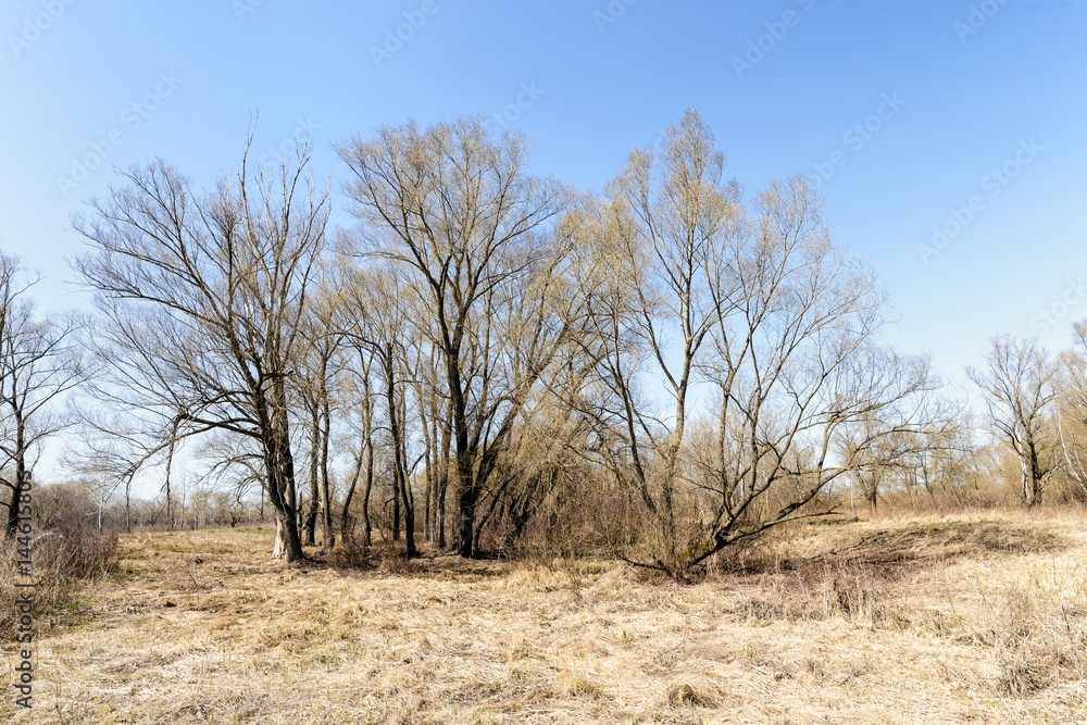 Hay and trees in the Ukrainian countryside at the beginning of the spring. Hay and trees in the Ukrainian countryside at the beginning of the spring.