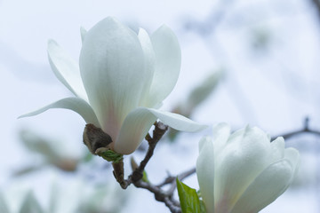 Keuken achterwand Magnolia Tere witte magnoliabloem in bloei  © lms_lms