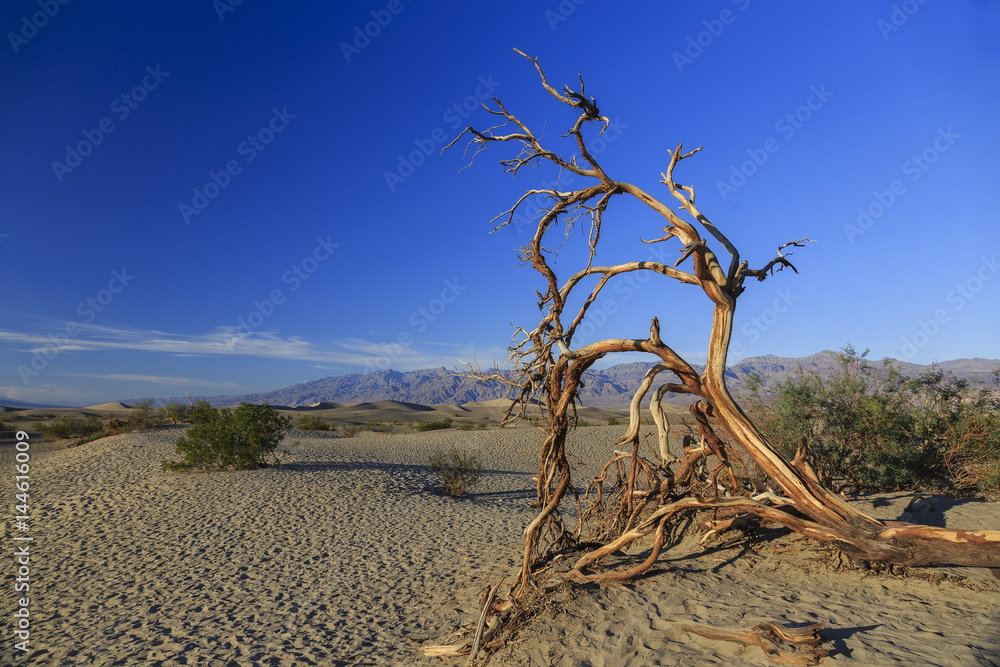 Dead tree in the dunes of Death Valley, California Dead tree in the dunes of Death Valley, California