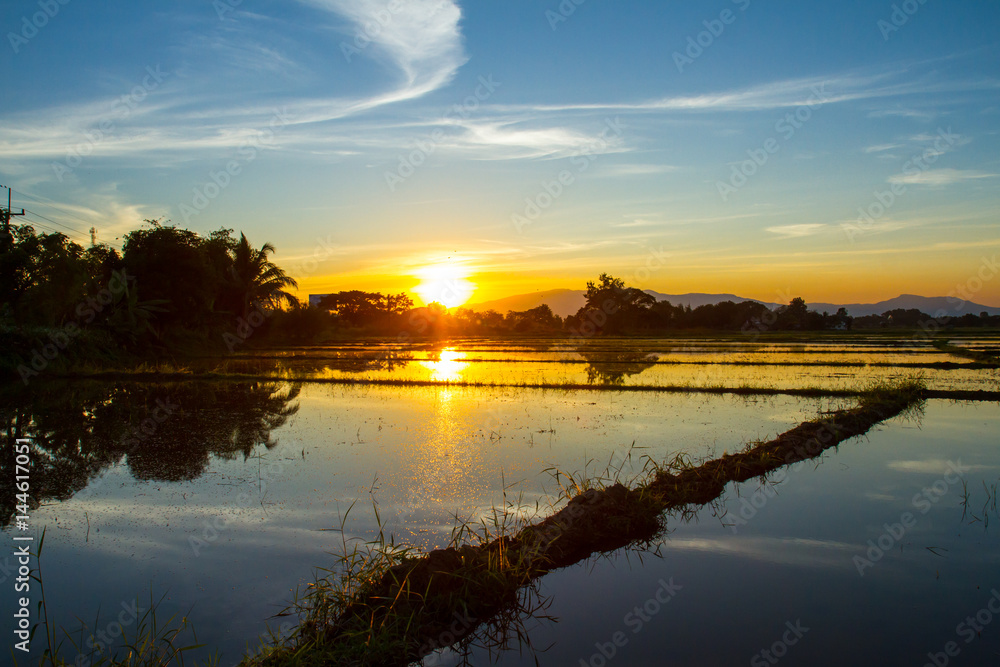 Sunset in the rice field in Northern Thailand