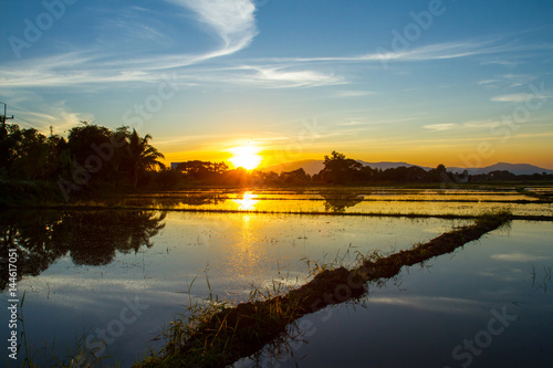 Sunset in the rice field in Northern Thailand © Golden House Images