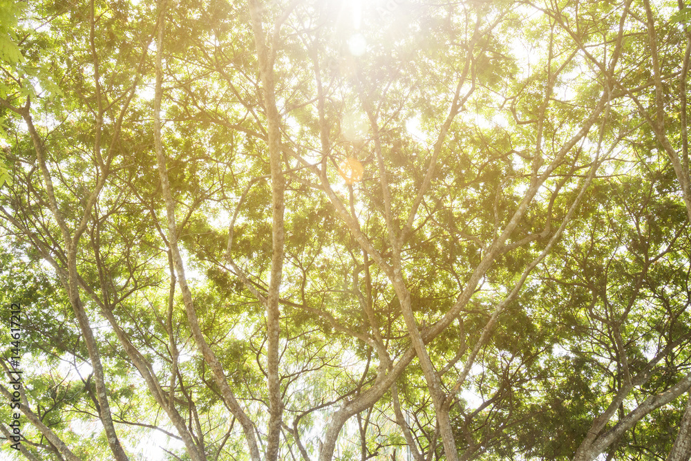 Fototapeta premium Tree and branches ant eye view