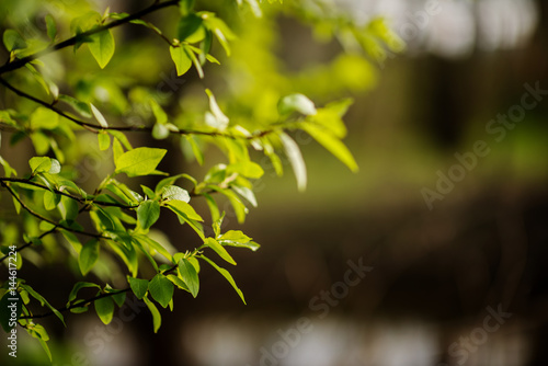 young tree leaves