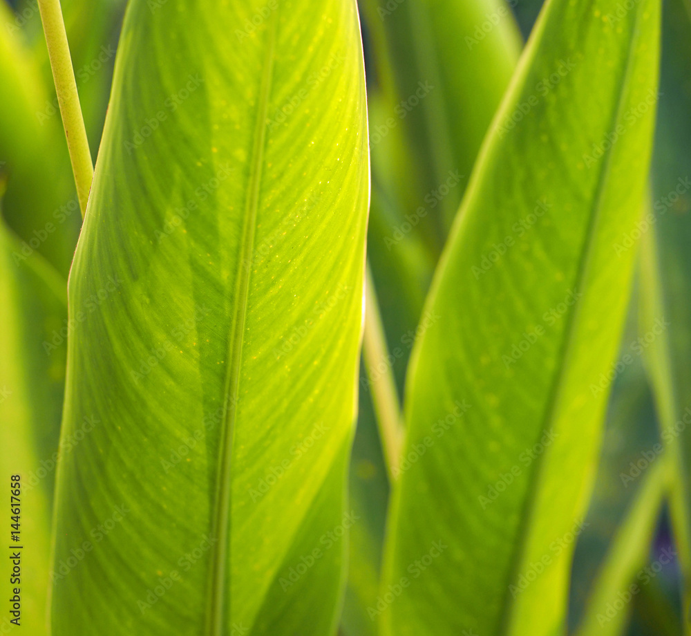 The beautiful green leaf in the garden. The beautiful green leaf in the garden.