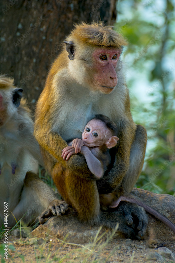 Sri Lankan Monkeys At Yala National Park. The Toque Macaque Is A Reddish Brown Coloured Old World Monkey Endemic To Sri Lanka
