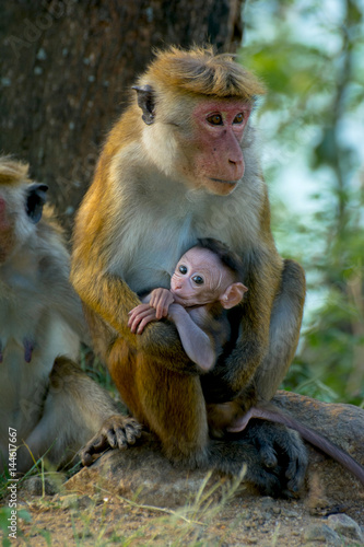 Sri Lankan Monkeys At Yala National Park. The Toque Macaque Is A Reddish Brown Coloured Old World Monkey Endemic To Sri Lanka © Saman Weeratunga