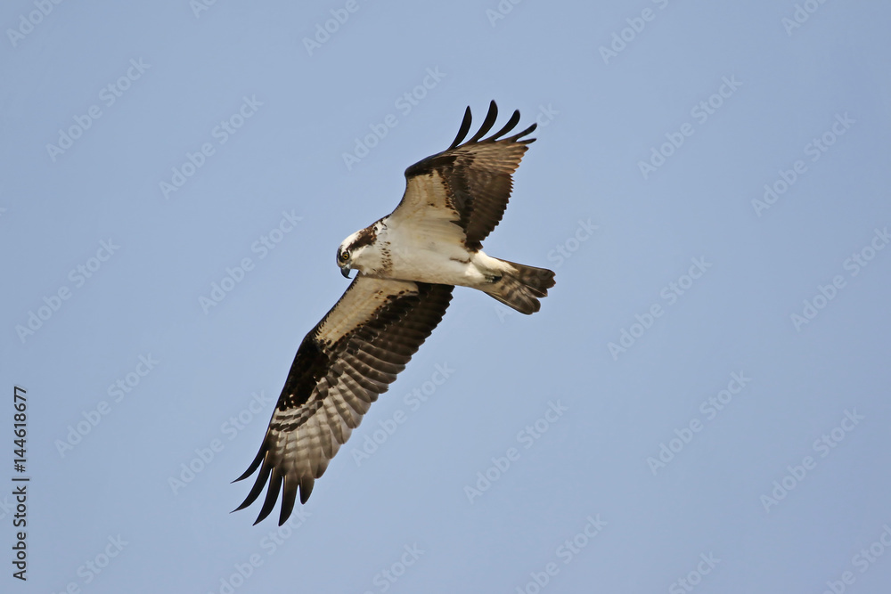 Obraz premium Osprey