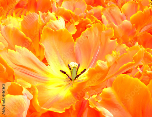 A close up of a beautiful orange and yellow tulip fully open