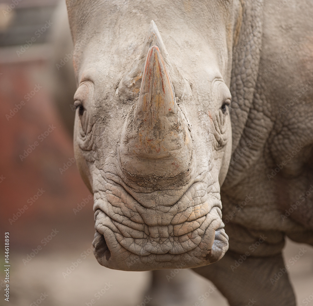 Fototapeta premium Rhinoceros horn